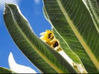 Espeletia pycnophylla
